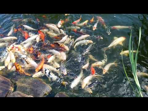 Китайские карпы кишат в Подмосковье.