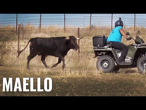 Maello 2019 Campero con Toros Bravos