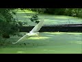 Black Crowned Night Heron dives and flies / Kwak Duikt en Vliegt (Nycticorax nycticorax)