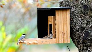 🔥Birdfy Bamboo Bird Feeder Camera. A Really Nice System!