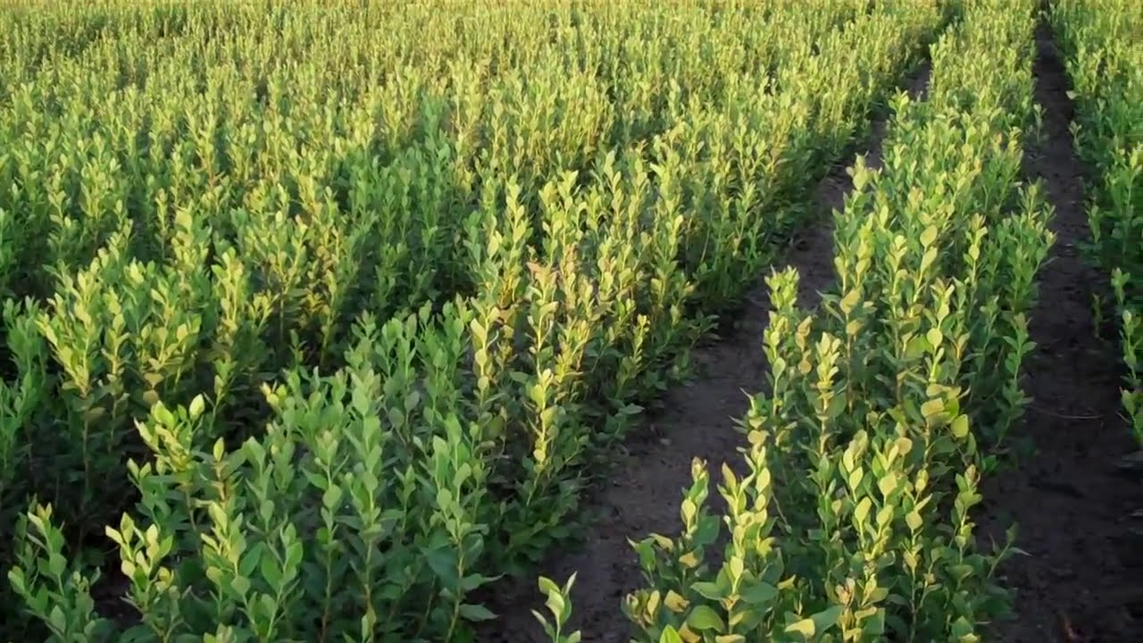 Organic Blueberry Plants for Sale - DiMeo Farms & Blueberry Bushes Nursery in NJ Pine Barrrens