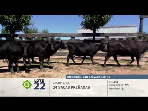 Lote Vacas Preñadas