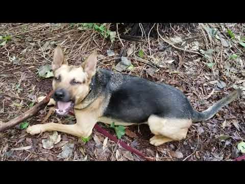 Dogs Doing Dog Things. K9 Life Coach