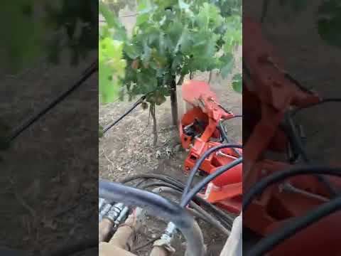 Rinieri SRV on Bio Dynamic 2