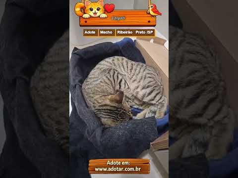 Vídeo de Jaguá