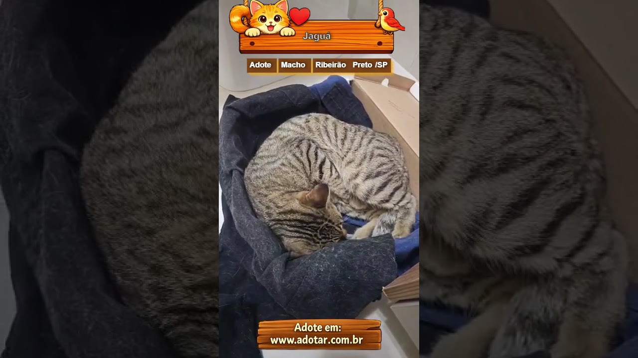 Gato raça SRD-ViraLata idade 1 ano nome Jaguá