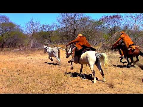 Pega de boi no parque União do Vaqueiro 2025#romariofeitosa #pegadeboinomato