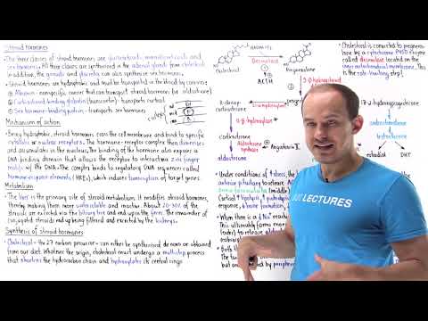 Synthesis of steroid hormones