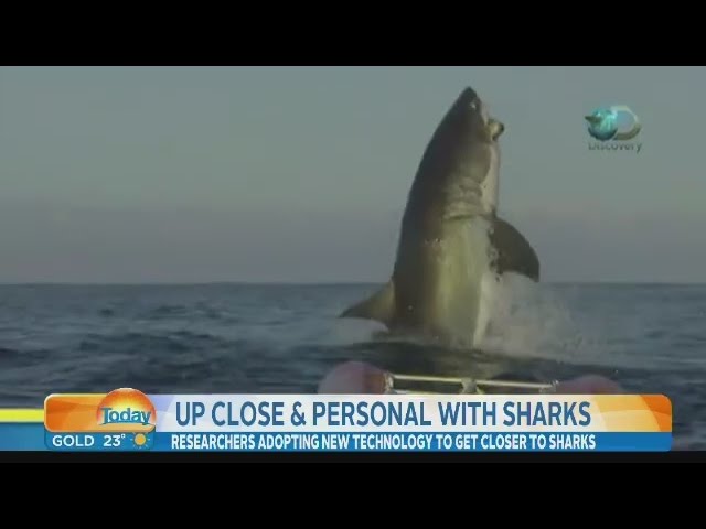 Video of The Biggest Shark Ever Leaves News Anchor Speechless