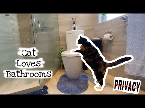 WHY DOES MY CAT FOLLOW ME INTO THE BATHROOM?