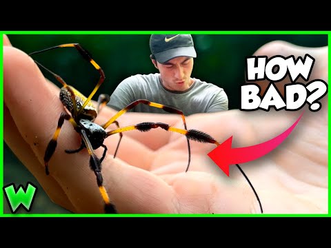 BITTEN by a BANANA SPIDER!