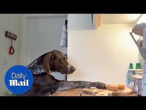 'Criminal genius' dog is caught on camera swiping cupcakes off a kitchen counter