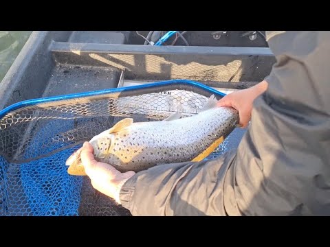 Taimenen kalastusta syksyllä | Kuha Julli ja Riku Rikas taimenjahdissa