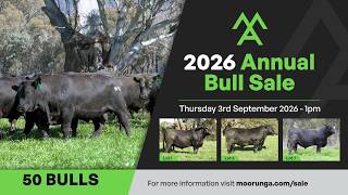 Moorunga Angus - Whats on offer