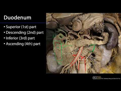 Duodenum and Pancreas - Duodenum, Pancreas and Abdominal Aorta SDV