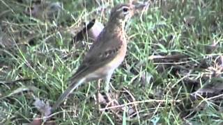 preview picture of video 'Paddyfield Pipit (close-up)'