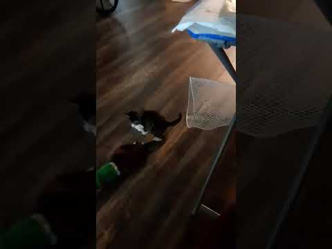 Tiny Terror strikes again!*