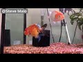 Ranchu Goldfish Care - Need to Know