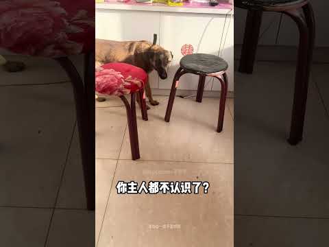 【搞笑动物配音】225，今天的猫抓板怎么还会漏气