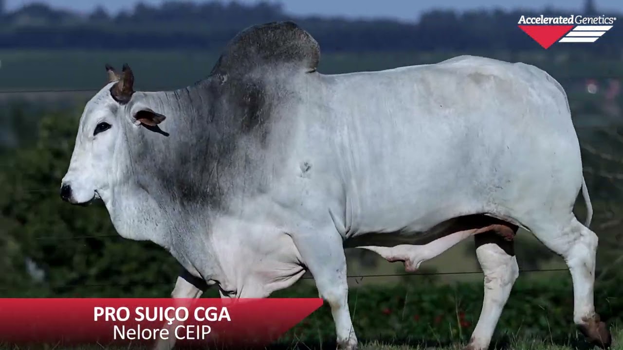 Vídeo PRO SUIÇO CGA