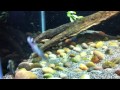 Centromochlus heckelii Centromochlus heckelii