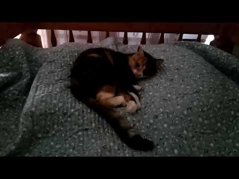 Моя кошечка!