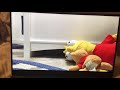 PlushBrains Kermit No NOOOOOO My Reaction To BAD THING 6