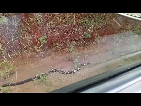 Caninana gigante é registrada no município de Santa Maria da vitória região oeste baiano 