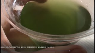 Бесплатные удобрения. Часть 4. Хлорелла и другие стимуляторы роста