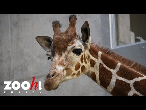 Ankunft der Giraffen im Zoo Zürich