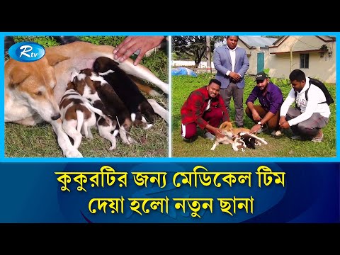 ৮ টি ছানা হারানো সেই মা ককুর পেলো নতুন ছানা | Mother Dog | Dog | Ishwardi Dog | Rtv News