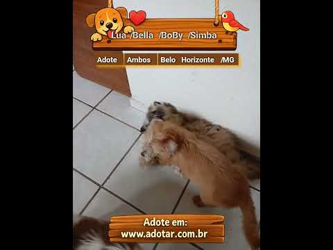 Vídeo de Lua/Bella/BoBy/Simba