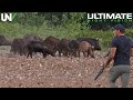 Farmer Finds Hogs Destroying Crops in Broad Daylight