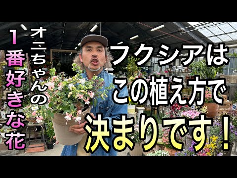 美しいフクシアを手に入れるにはどうすればよいですか？ 4つの秘密が明らかに  庭園