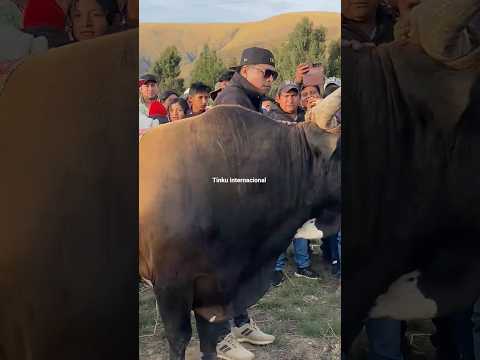 Maju Rioja con su toro 🐂 #tinku #torotinku #cochabamba #bolivia #viralshort