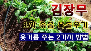 [텃밭농부 1,682]  김장무 1차로 솎아주고, 북돋우고 웃거름 주는 방법. #김장무재배