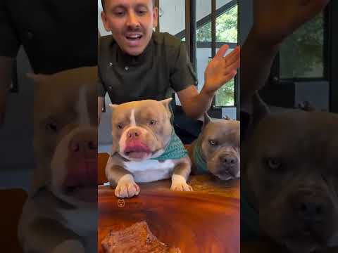 THEM PUPS IS HUNGRY 😋