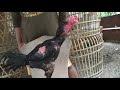 Review Pakoy X Bk Andalan Kandang 4x Win