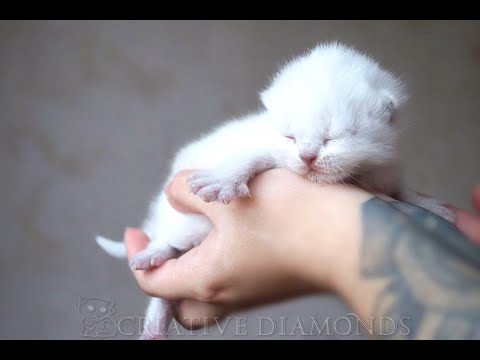 Newborn British Shorthair Kittens
