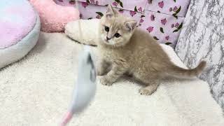 スコティッシュフォールドの動画01