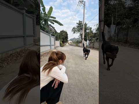 A Smart Dog Finds Lost Money and Returns It to a Crying Woman#lovedog #dog #pets #dogrescue