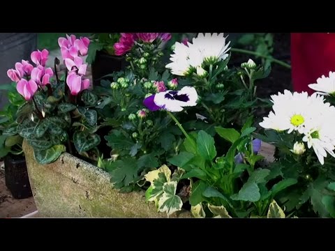 Créer une jardinière d'automne