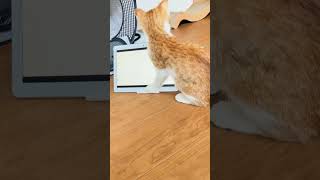 猫が喜ぶ動画 #cat #vlog #ただ猫がかわいいだけ #ねこ #猫 #里親 #保護猫 ＃多頭飼い #猫多頭飼い #大福