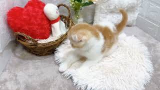 スコティッシュフォールドの動画01