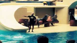 preview picture of video 'Cute Sea Lions Show in Tenerife Loro Park of Spain'