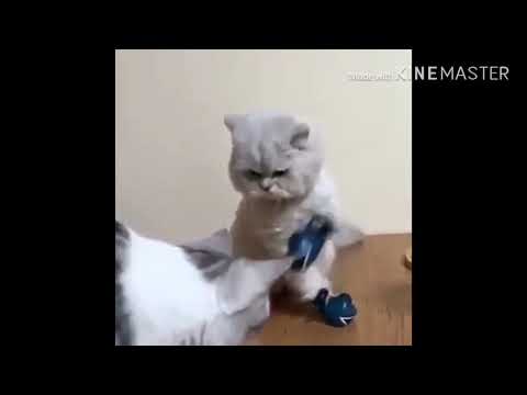 Jackie’s VoiceOver-Boxing Cat