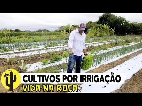 [VIDA NA ROÇA] Verduras, Flores e Legumes, cultivados por IRRIGAÇÃO - Parte 02 🌵