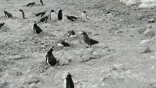 [問卦] 這次怎麼沒有人幫企鵝點點了？