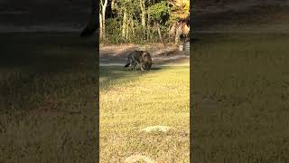 She is hunting for something #farming #farmlife #germanshepherd #shorts