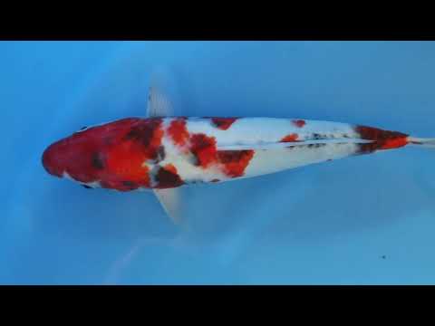 17-Showa Dainichi Koi Farm Certificate  33cm